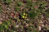 Viola uniflora