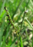 Paspalum paspalodes. Соцветие. Абхазия, Гагрский р-н, лужа. 13.06.2012.