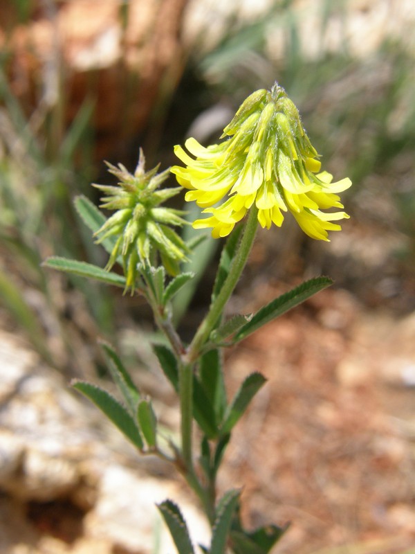 Изображение особи Trigonella spicata.