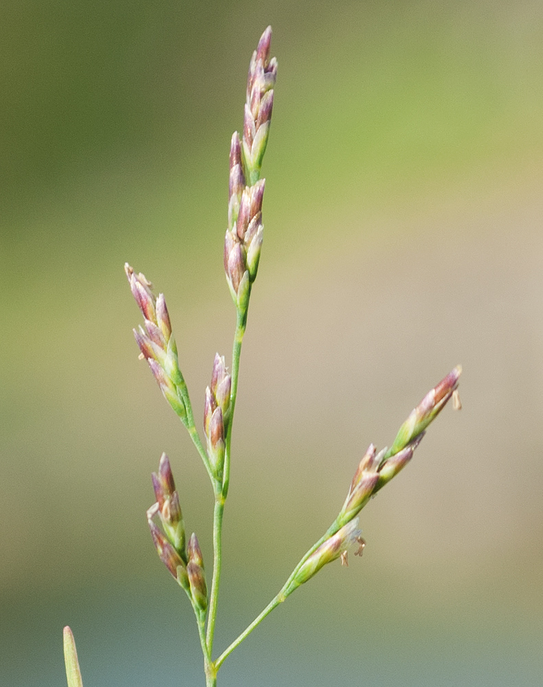 Изображение особи Puccinellia maritima.