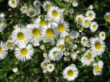 Erigeron annuus