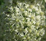 Heracleum stevenii