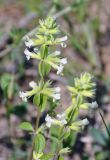 Stachys pubescens. Верхушки побегов с соцветиями. Нагорный Карабах, Мартунинский р-н, окр. дер. Схторашен, каменистый склон. 06.05.2013.