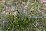 Carex brevicollis