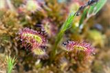 Drosera rotundifolia. Верхушки листьев. Ленинградская обл., Лужский р-н, окр. дер. Сяберо, окраина болота Машутинский Мох. 07.06.2014.