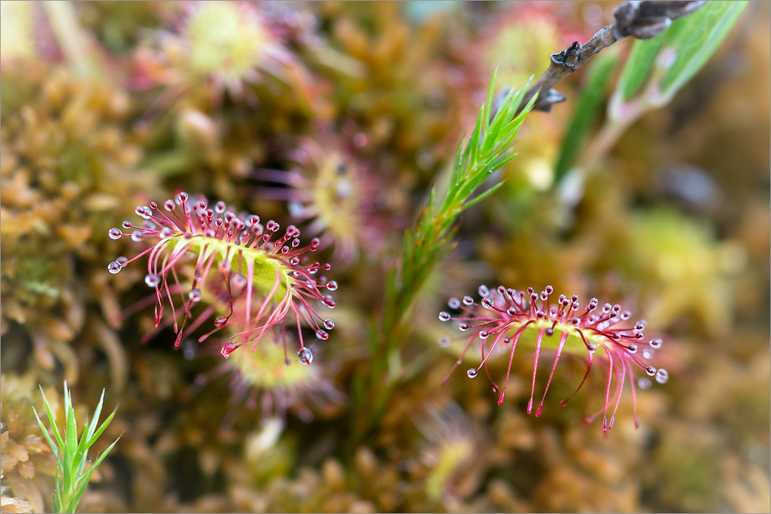 Изображение особи Drosera rotundifolia.