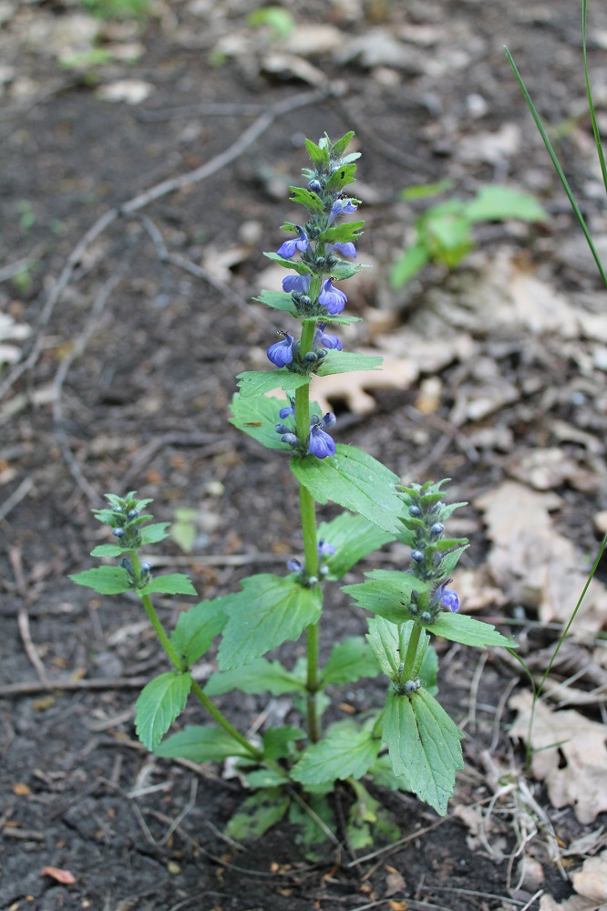 Изображение особи Ajuga genevensis.