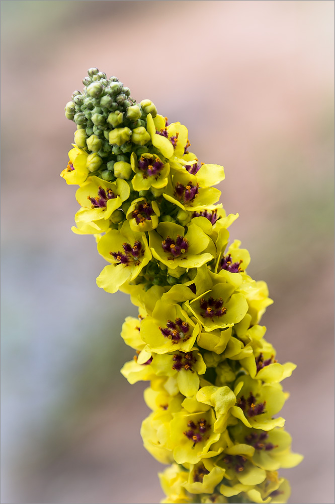 Изображение особи Verbascum nigrum.