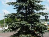 Picea pungens форма glauca. Средняя часть кроны. Кемеровская обл., г. Прокопьевск. 06.07.2014.