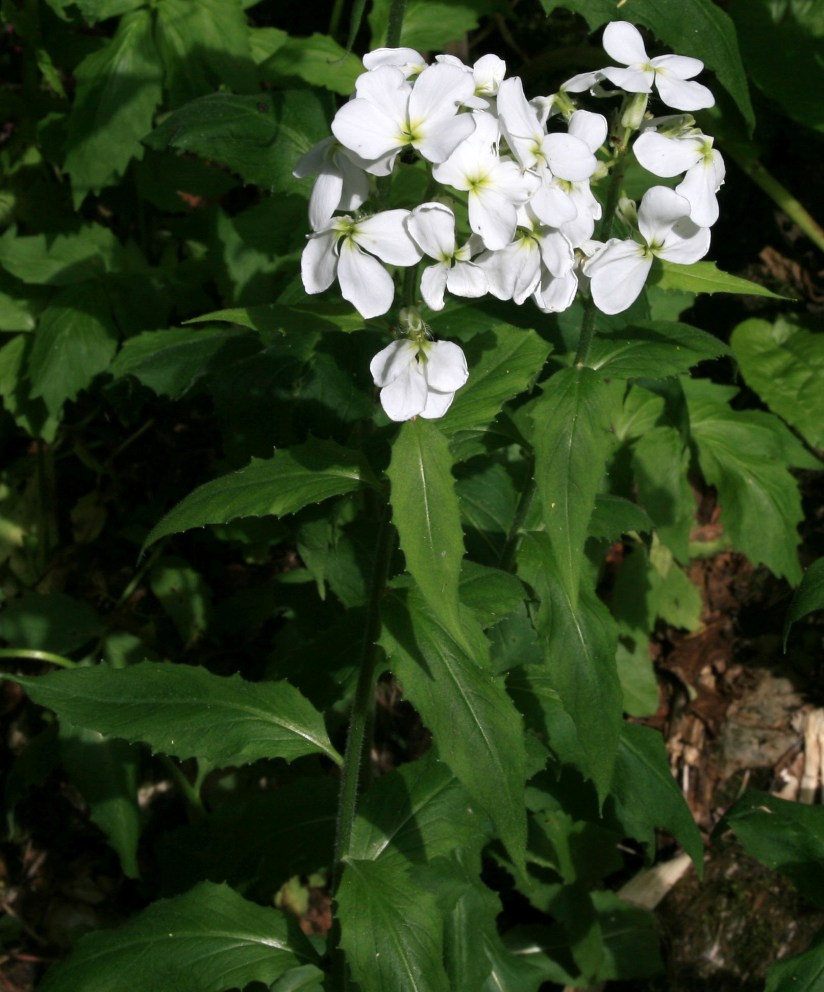 Изображение особи Hesperis voronovii.