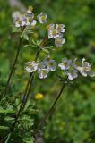 Anemonastrum protractum