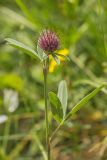 Trifolium alpestre