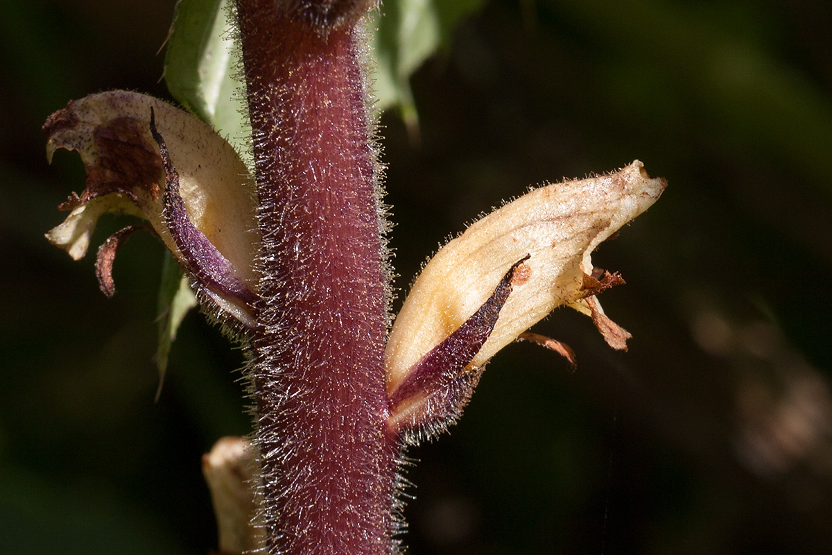Image of Orobanche pallidiflora specimen.