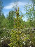 Picea obovata. Молодое растение с незрелыми шишками. Ямало-Ненецкий АО, Надымский р-н, г. Надым, юго-западная окраина города, бугристое болото с багульником. 1 июля 2013 г.