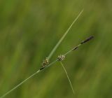 Carex rugulosa