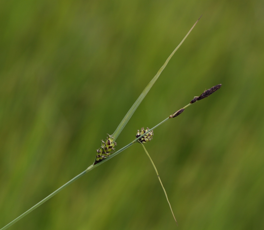 Изображение особи Carex rugulosa.