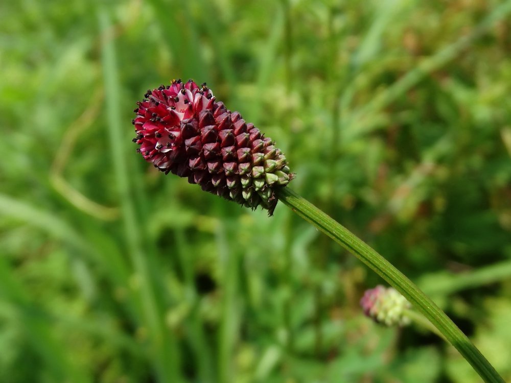 Изображение особи Sanguisorba officinalis.