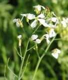 Raphanus raphanistrum. Соцветие с кормящимся жуком-мягкотелкой (Cantharis rufa). Санкт-Петербург, окр. Шуваловского карьера, край старой залежи. 11.07.2009.