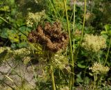 Daucus sativus