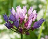 Allium angulosum