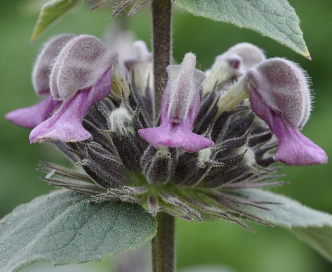 Изображение особи Phlomis samia.