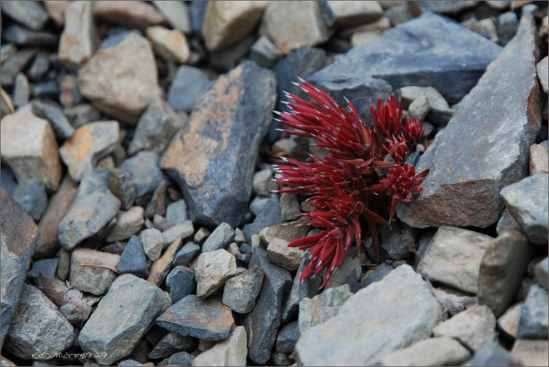 Изображение особи Saxifraga omolojensis.