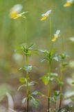 Viola tricolor. Цветущие растения. Ростовская обл., Усть-Донецкий р-н, Нижне-Кундрюченский заказник, окр. станицы Нижнекундрюченская, на песчаной почве в сосновом лесу. 28.05.2017.