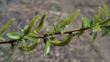 Salix lucida