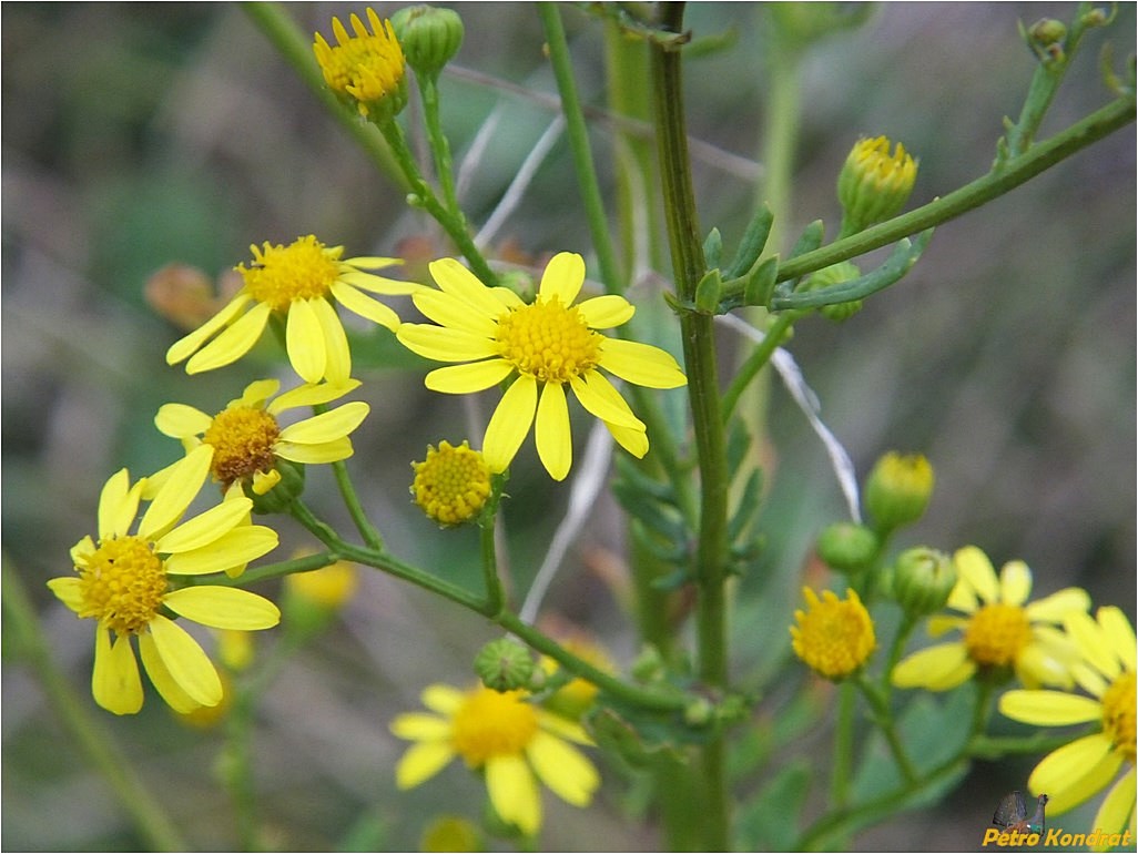 Изображение особи Senecio jacobaea.