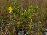 Potentilla supina подвид paradoxa. Верхушка побега с цветком, бутонами и завязавшимся плодом. Магаданская обл., Ольский р-н, окр. пос. Армань, трасса Магадан-Армань вдоль побережья, 45 км, обочина второстепенной дороги. 16.07.2017.