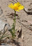 Glebionis coronaria