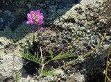 Astragalus versicolor