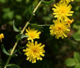 Hieracium robustum