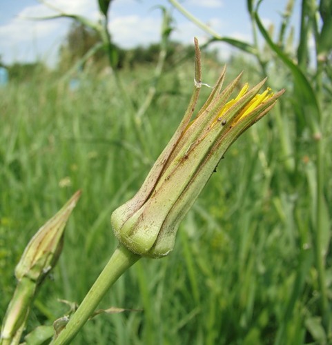 Изображение особи Tragopogon dasyrhynchus var. daghestanicus.