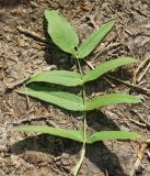 Sium latifolium