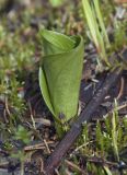 Listera ovata