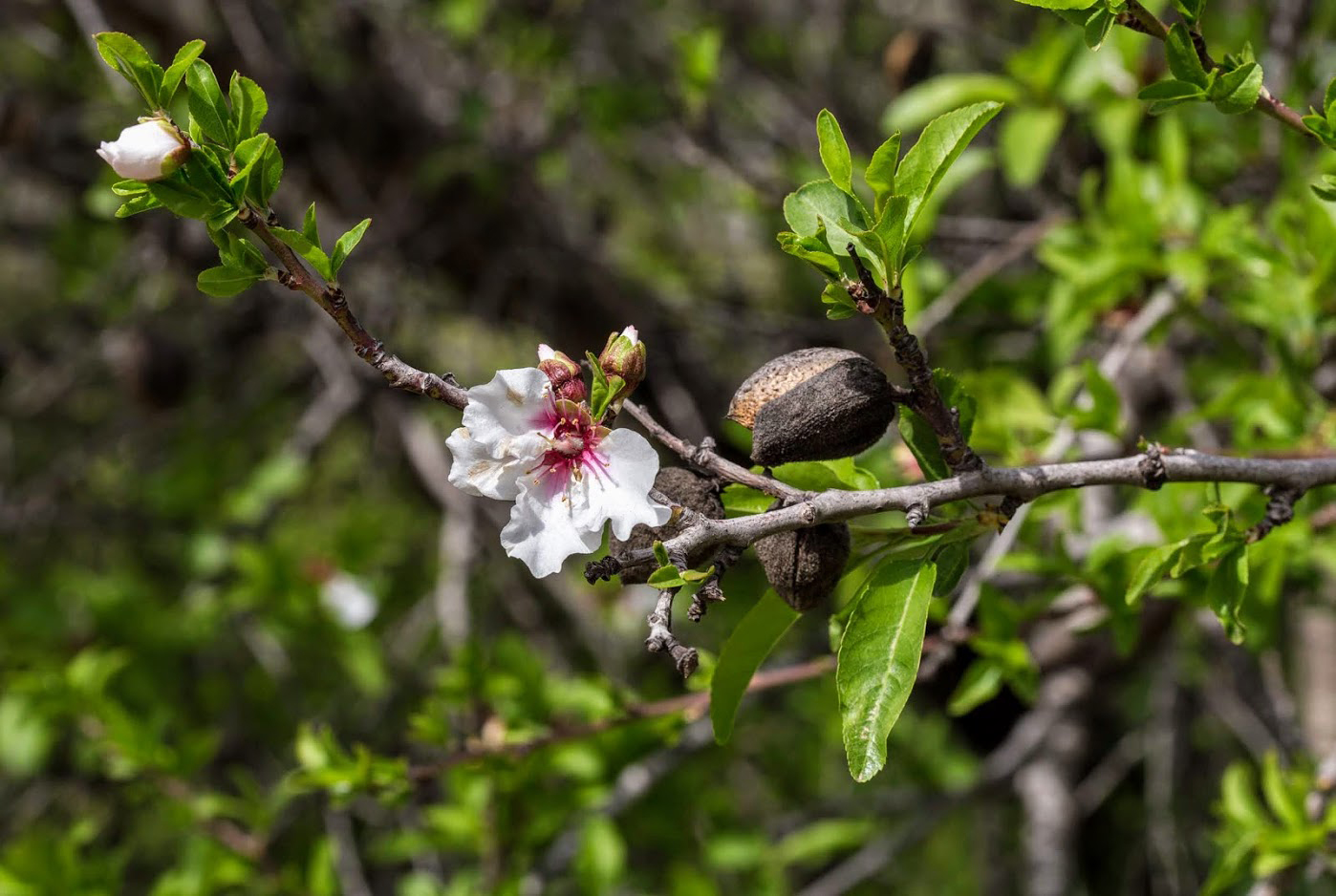 Изображение особи Amygdalus communis.