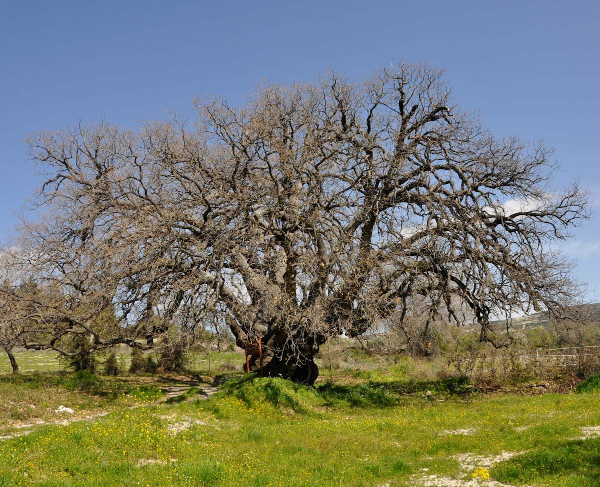 Изображение особи Quercus infectoria ssp. veneris.