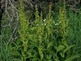 Veratrum oxysepalum. Верхушки цветущих растений. Магаданская обл., Ольский р-н, бассейн р. Окса, истоки, разнотравная поляна среди Pinus pumila. 18.07.2012.