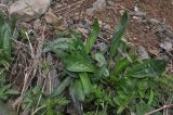 Plantago lanceolata. Вегетирующее растение. Турция, ил Артвин, окр. храма Отхта, каменистая осыпь. 22.04.2019.