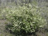 Spiraea hypericifolia