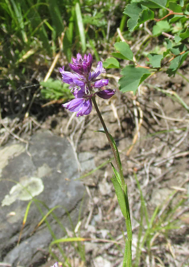 Изображение особи Polygala hybrida.