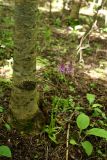 Anacamptis pyramidalis