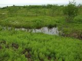 Equisetum sylvaticum