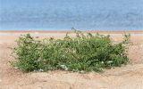 Atriplex littoralis. Плодоносящее растение. Ленинградская обл., Кингисеппский р-н, Финский залив; Кургальский риф, о. Курголовская Рейма, песчаная отмель. 15.08.2020.