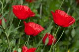 Papaver umbonatum. Верхушки побегов с цветками. Израиль, г. Бат-Ям, на заброшенной клумбе. 13.03.2019.