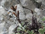 Pedicularis nordmanniana