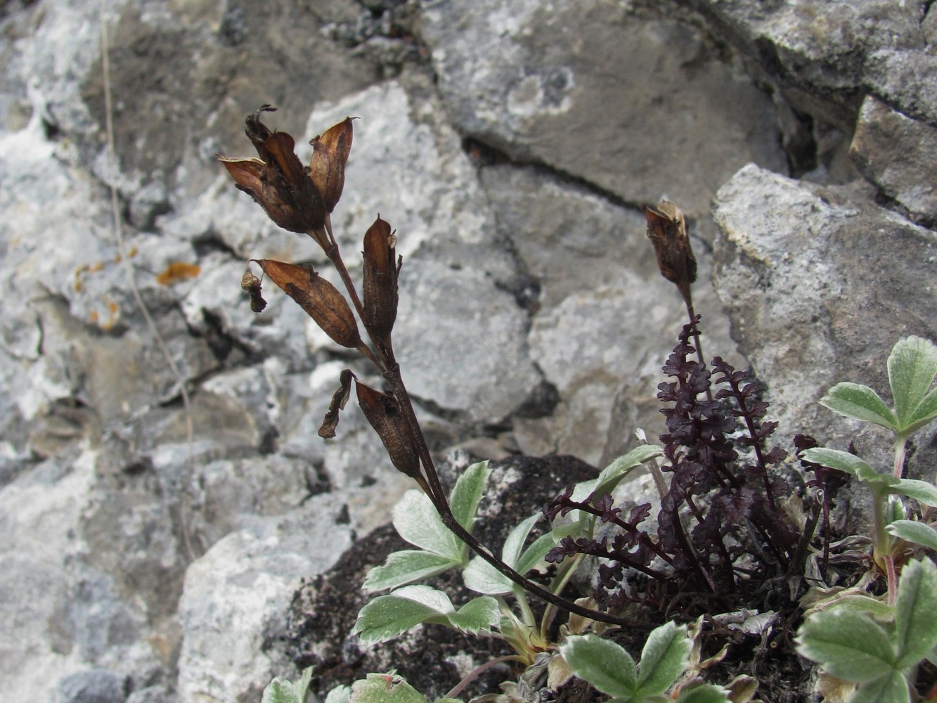 Изображение особи Pedicularis nordmanniana.