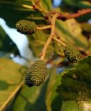 Alnus glutinosa. Незрелые соплодия. Московская обл., Дмитровский р-н, берег канала им. Москвы, опушка смешанного леса; раннее утро, на восходе солнца. 24.06.2021.