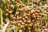 Polytrichum swartzii. Антеридии(?). Беларусь, Витебская обл., Городокский р-н, дер. Сурмино, берег оз. Белое, сырой лужок на месте вырубленного ольшаника, близ воды. 09.05.2021.